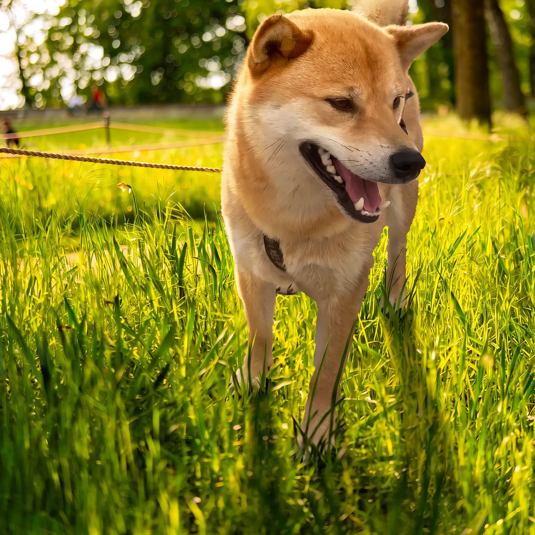 Unai, le chien de la famille qui a inspiré le nom NUNKAI